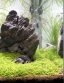 Mr Aqua Tanks Rimless Aquariums Sevenports