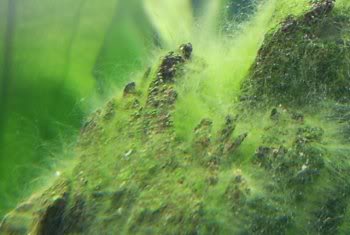 13 Aquarium Algae Types Identify It And Solve The Problem