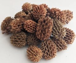 aquaLife Casuarina Cones 20 count