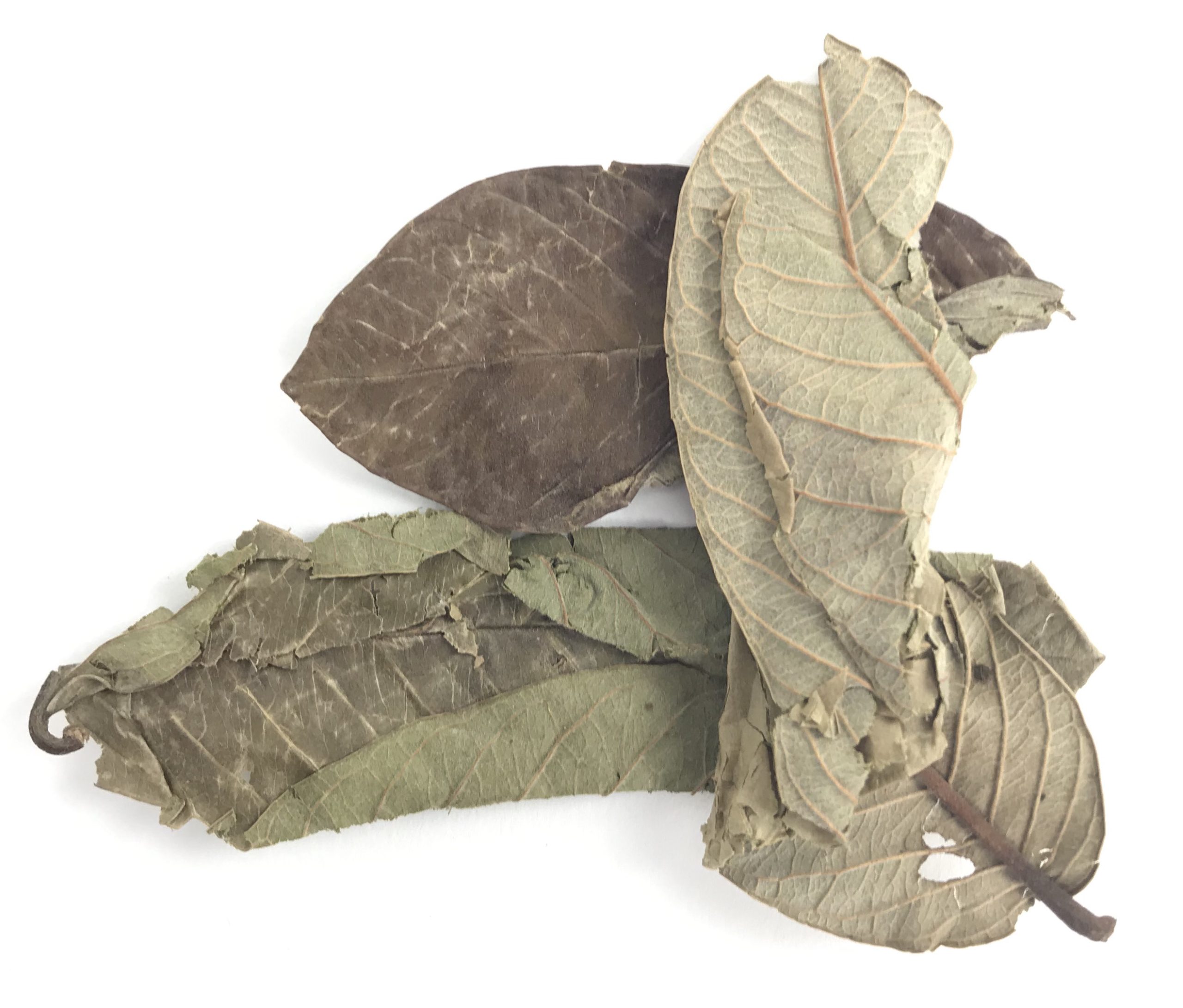 AquaLife Guava Leaves Approx. wt. 15 grams