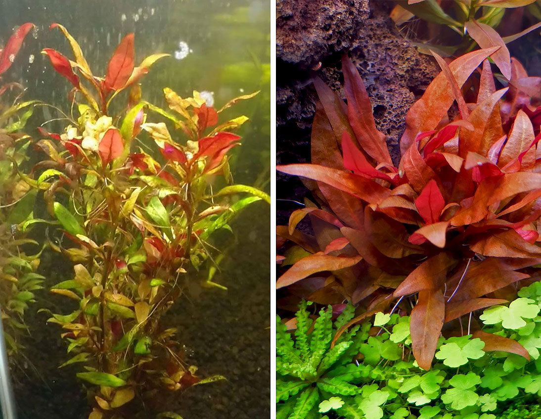 View of How to measure CO2 levels in an aquarium - Sevenports Nano Aquariums