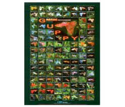 Guppy Poster