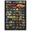 Marine Fish Poster