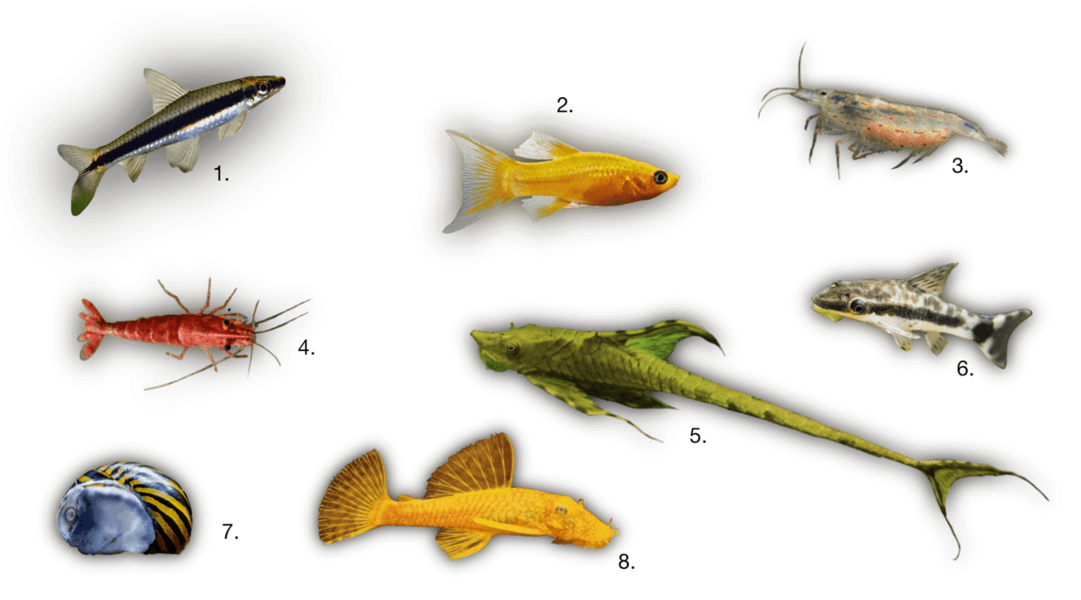 Image showcasing 8 Best Algae Eaters For Your Planted Tank | SevenPorts