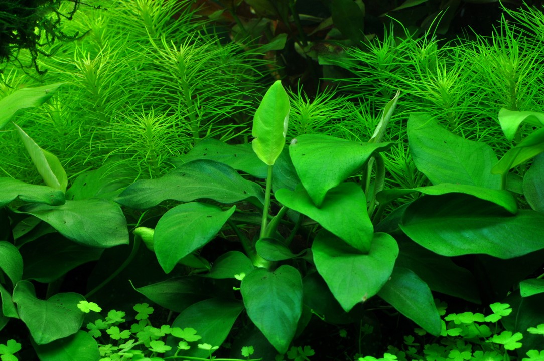Otocinclus Affinis - Mangeur d'algues (Sauvage - Colombie) - Aquaplante