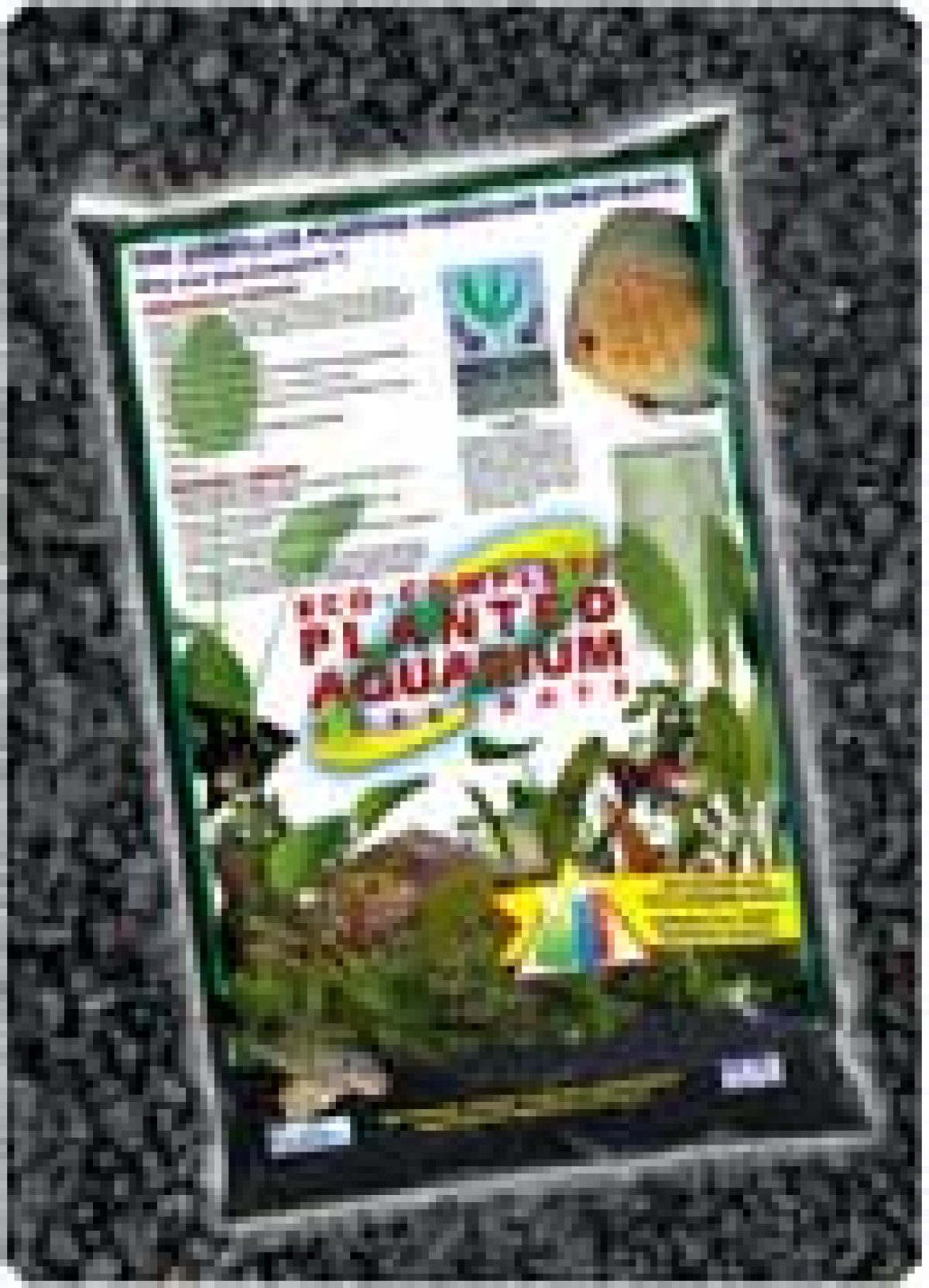 ficus plants for sale Rubber Fig 'Ficus Burgundy' 4