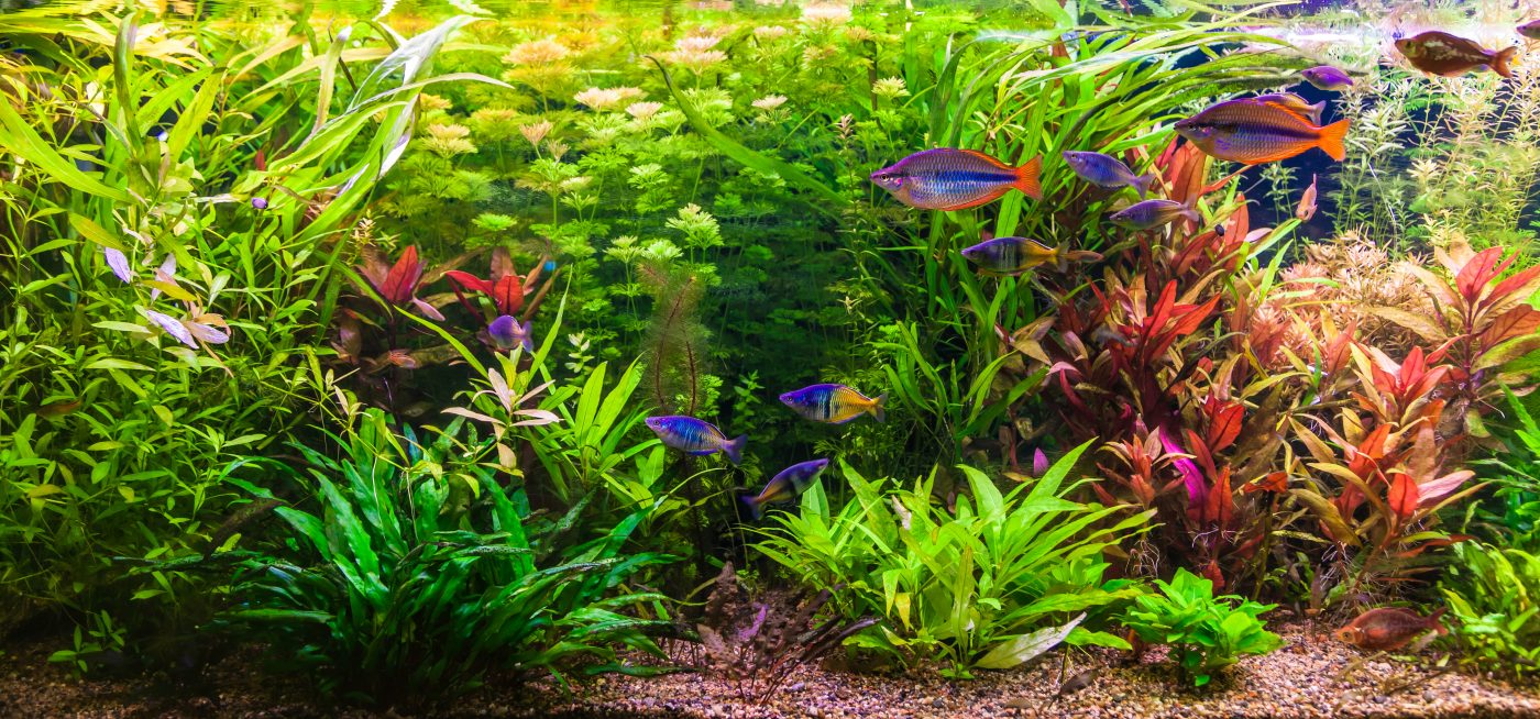 planted aquarium - Sevenports Nano Aquariums