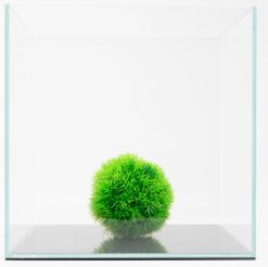Brilliant 45 Degree 25 Gal. (LI) Ultra Clear Aquarium 18" x 18" x 18" with Mat