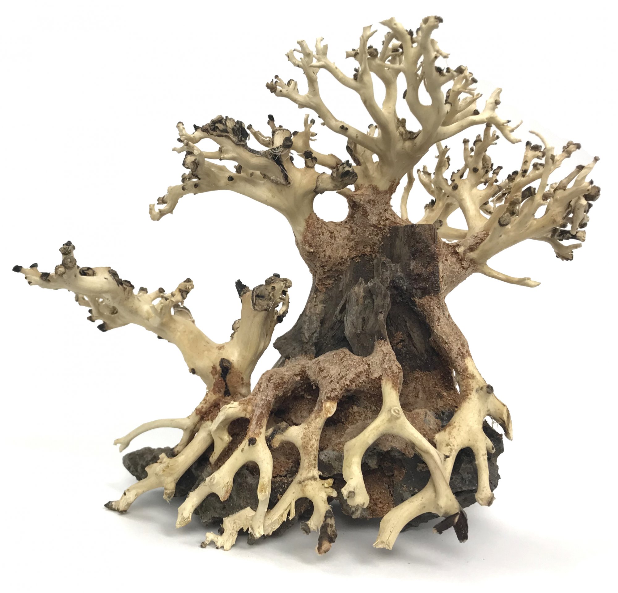 Bonsai Wood with Rock - Approx. 8" x 7" x 4.5"