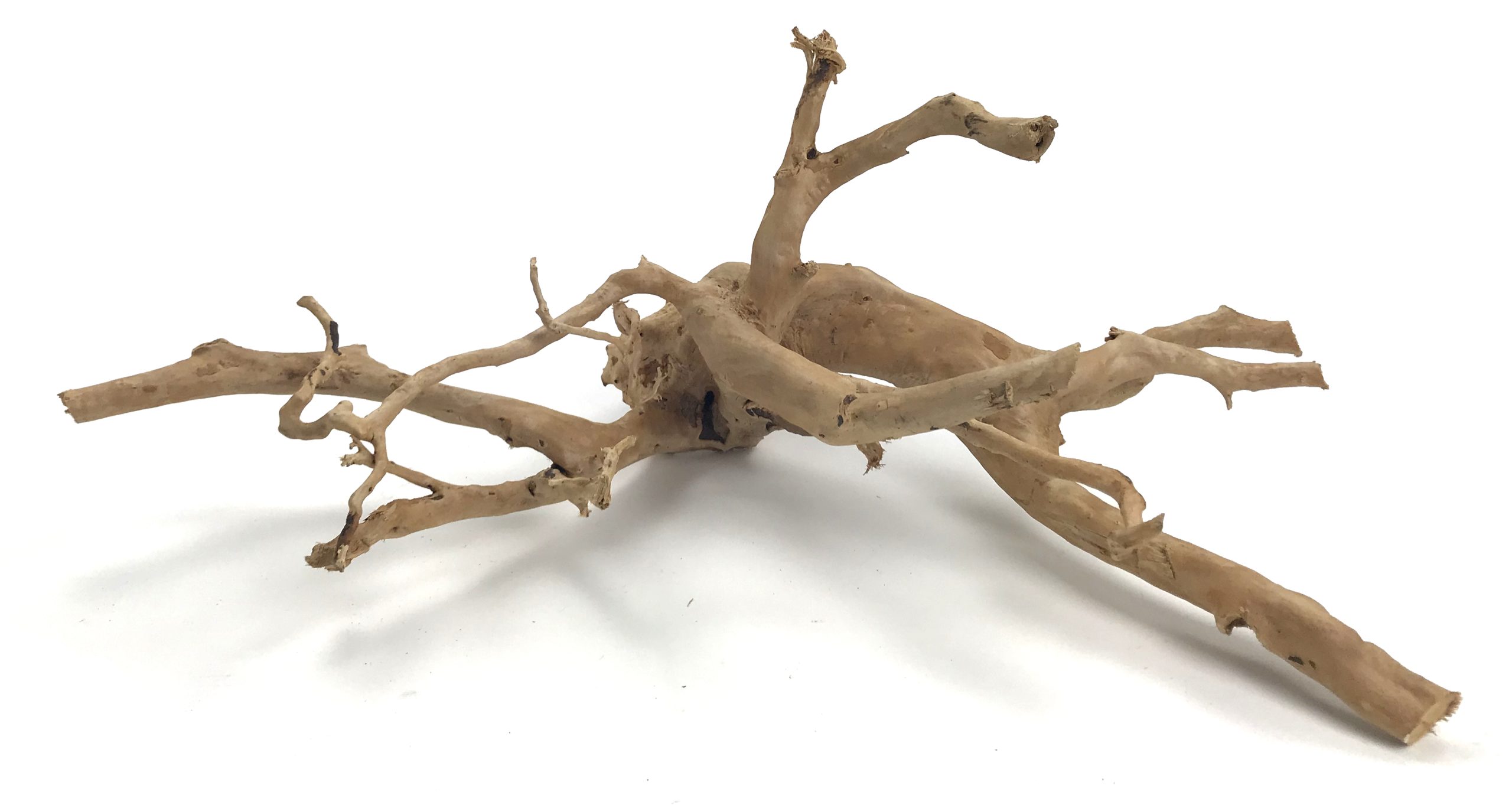 Spider Wood 19-24"