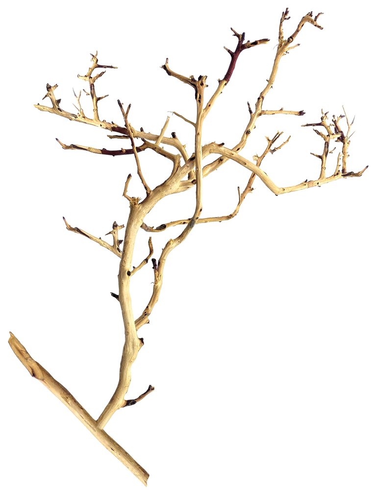 Tiny Ramous Wood 8-10" - Driftwood Branches