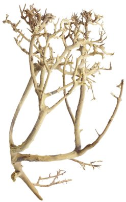 Tiny Ramous Wood 10-14"  - Driftwood Branches