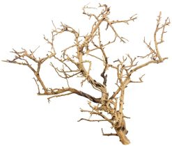 Tiny Ramous Wood 14-18" - Driftwood Branches