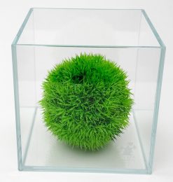 Bono Wabi-kusa 1 Gal Ultra Clear 45 Degree LI Aquarium 16x16x16 cm - 6.3 x 6.3 x 6.3"
