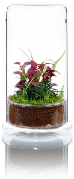 VIV Nano Terrarium 170 x 300mm with Clear base . 6.69 x 11.81" Glass