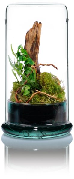 VIV Nano Terrarium 170 x 300mm with Green base . 6.69 x 11.81" Glass