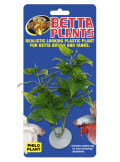 Betta Plant Philo