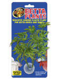 Betta Plant Papaya