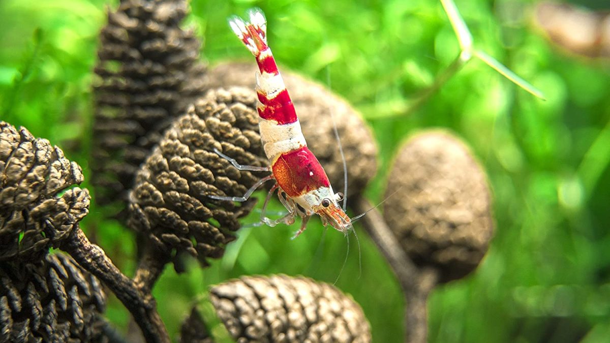 thumbnail image 2 of Alder Cones For Shrimp Betta Fish Aquarium Promotes 2 of 14