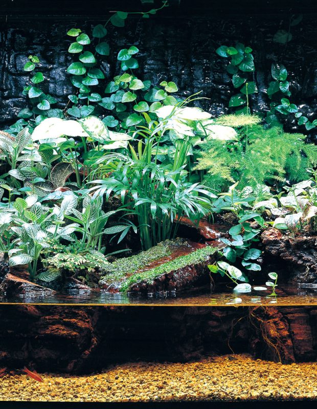 Aquarium Plants on Mats Archives