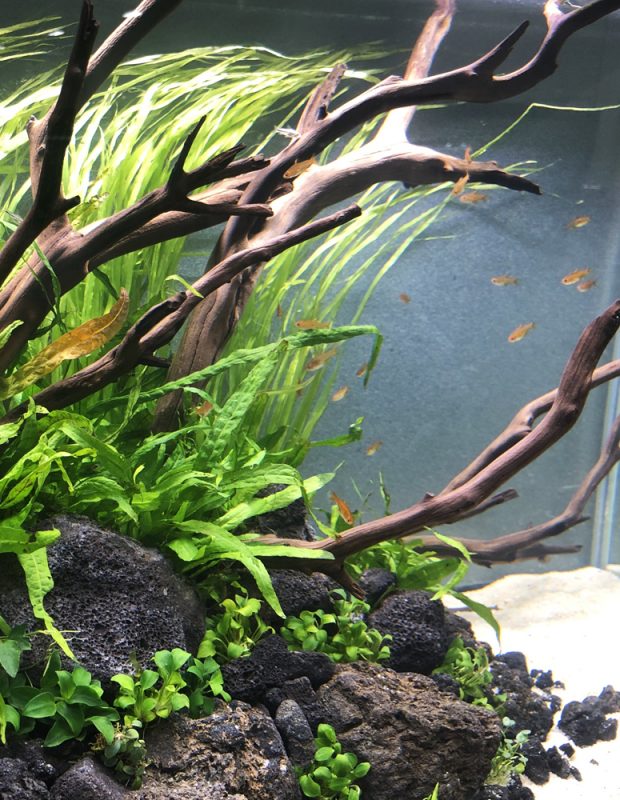 Spiderwood in the Aquarium: A Stunning Addition for Aquascaping Enthusiasts, by Aqua Essentials