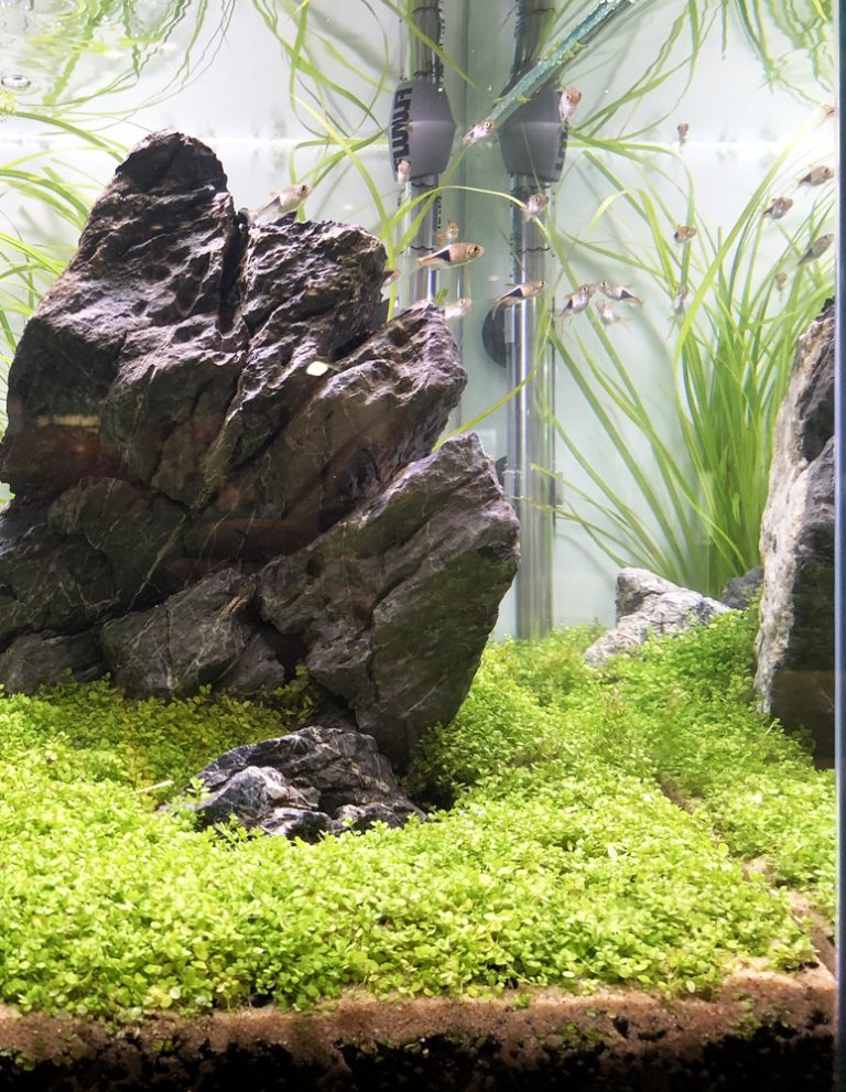 Mr. Aqua Tanks & Rimless Aquariums | SevenPorts