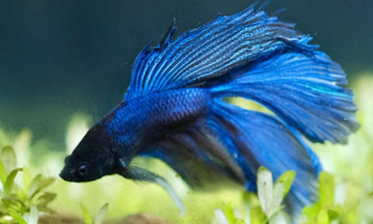 Top Betta Fish Tank Mates - Sevenports Nano Aquariums