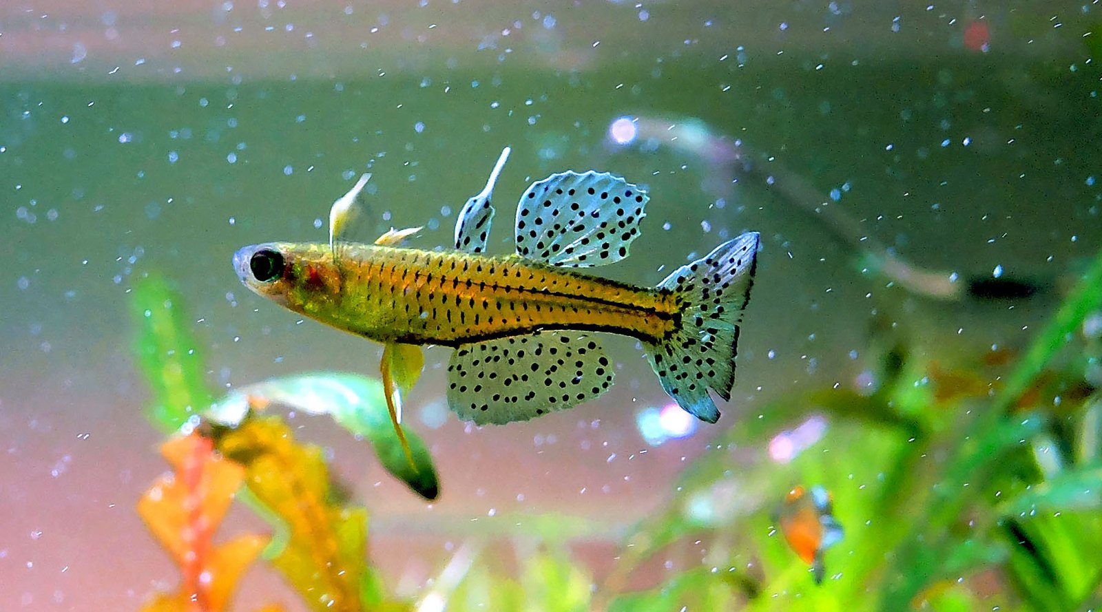 What is a good level of KH in a planted aquarium ?