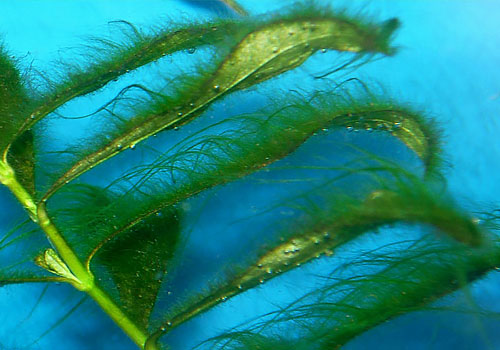 aquarium plant with green algae