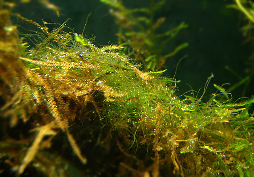 How to control filamentous green algae. (Hair, fur, fuzz, thread algae) -  The 2Hr Aquarist