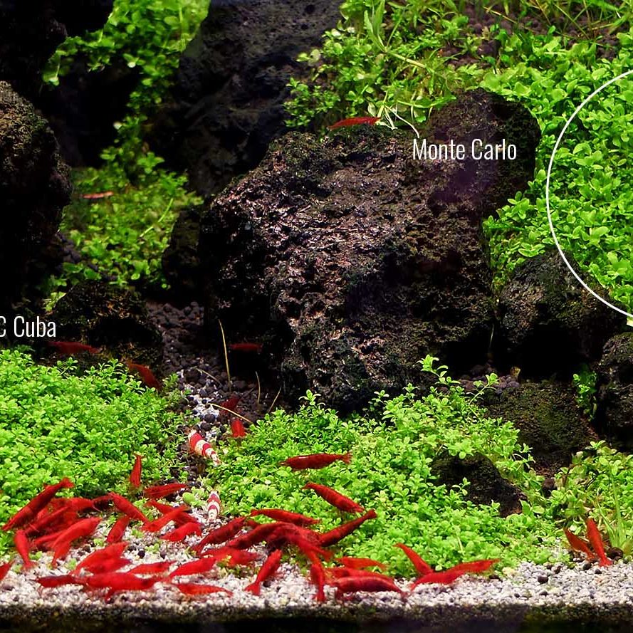 Best Carpeting Plants - Sevenports Nano Aquariums